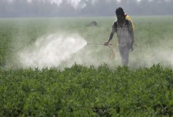 بعد قفزات كارثية بأسعار المبيدات.. موسم القمح وسلاسل الغذاء يتحول إلى كابوس جديد على المزارعين وموائد المصريين