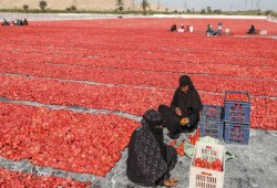 طماطم الغلابة تشتعل: من 7 إلى 20 جنيهًا في أسابيع.. هل يتكرر السيناريو الكارثي للعام الماضي؟