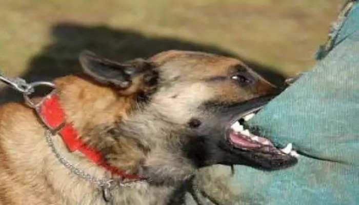 كلب مسعور يعقر 6 أطفال بالدقهلية ورعب ستوسع بين الأهالي