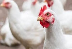 الدواجن تشتعل من جديد: أرقام صادمة من المزرعة للسوق.. هل يتحمّلها المستهلك؟