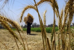 زيادة مساحات القمح في مصر.. إنجاز على الورق وفشل فاضح في سد الفجوة الغذائية