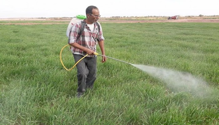 تشديد الرقابة على «سمّ صامت» فوق موائد المصريين: وزارة الزراعة تطمئن.. وخبراء يحذّرون من ثغرات خطيرة في ملف المبيدات