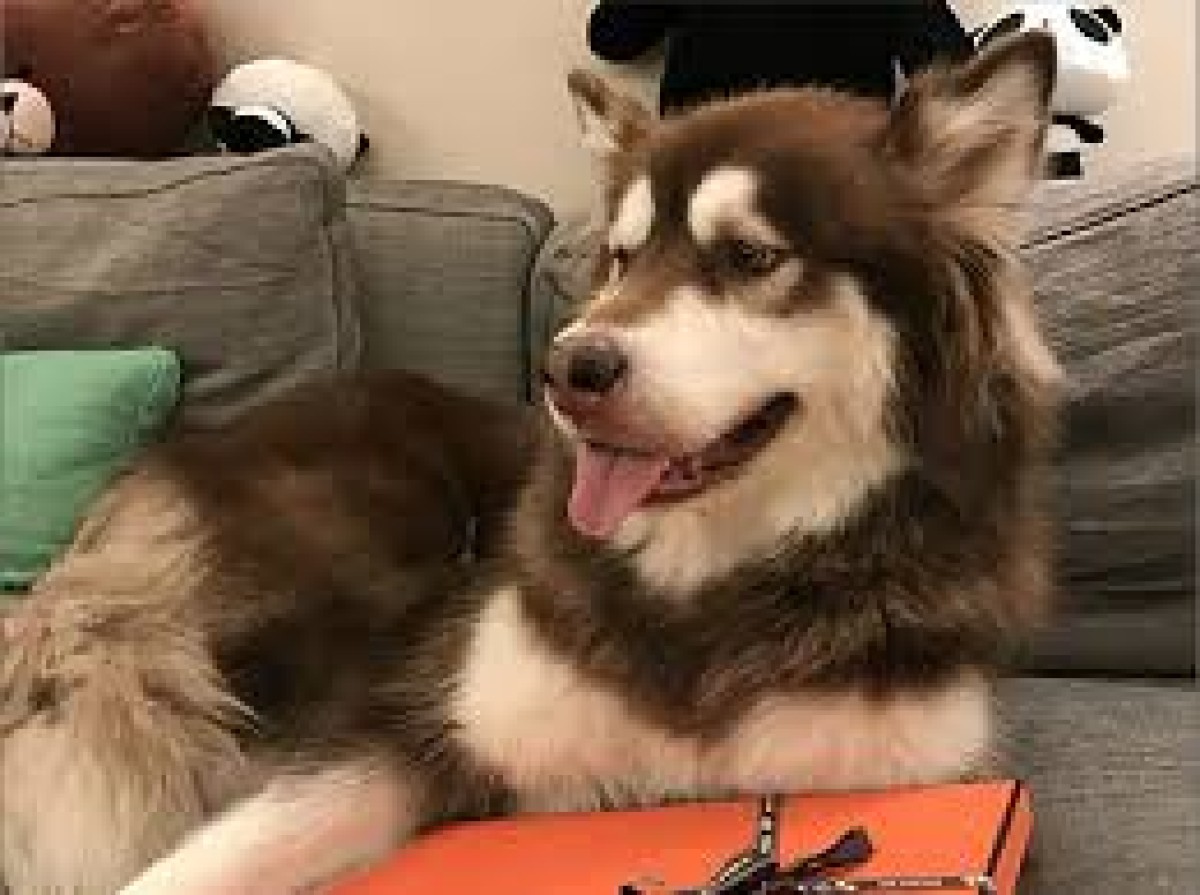 تحذير من "فيروس كورونا الكلبي": قد يتحول إلى جائحة 