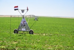 جهاز "مستقبل مصر" يستورد قمحا بأعلى من أسعاره العالمية ليحصل على 150 مليون دولار عمولات!!