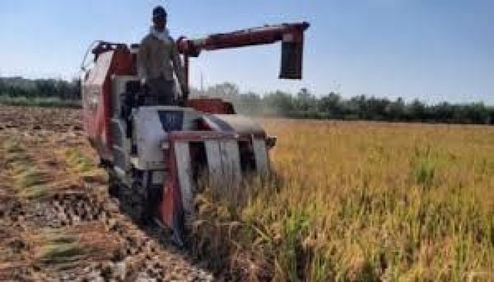 أزمة التقاوي في مصر بين نفي الحكومة وشكاوى الفلاحين: أين تعطّلت المنظومة؟