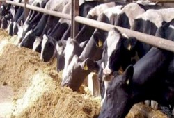 غياب استراتيجية للثروة الحيوانية.. نائبة برلمانية تفضح سياسة المسكنات في وزارة الزراعة