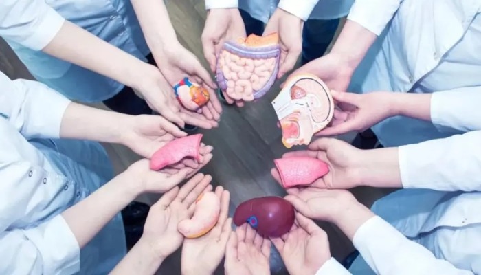 منظومة التبرع بالأعضاء في مصر: قانون مُجمَّد وبيزنس استيراد يحكم مصير المرضى