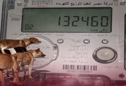نواب برلمان الـ70 مليون جنيه يقترحون فرض 30 جنيه على فاتورة الكهرباء” لمواجهة الكلاب الضالة!!!
