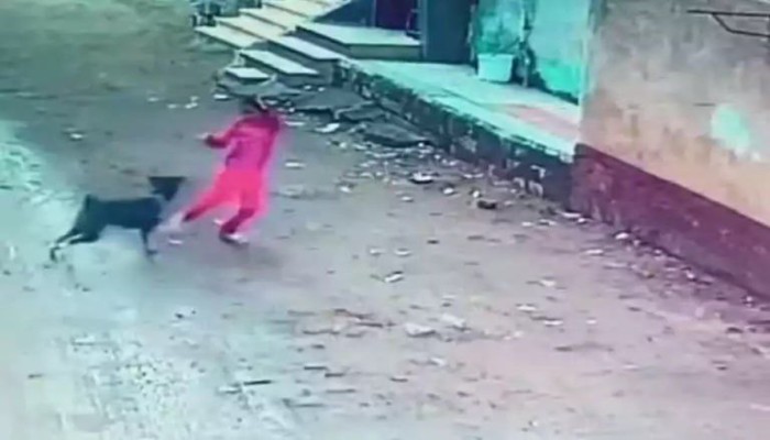 الكلاب الضالة...أزمة مجتمعية قد تتحول لسياسية بمصر