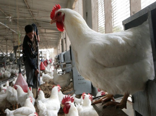 قبيل رمضان.. الدواجن تكسر حاجز 110 جنيهات وغياب الرقابة يفتح باب الاستغلال