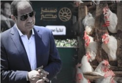 استيراد الدواجن عبر «مستقبل مصر».. إسعاف رمضاني للمستهلك أم تعميق لاحتكار السلع؟