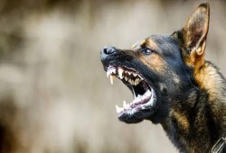 كلب مسعور يهاجم 13 شخصًا بينهم أطفال في كفر الشيخ