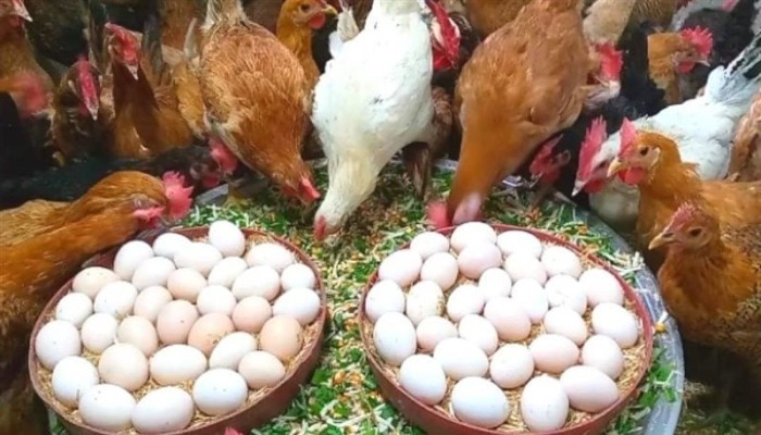 وسط ابتلاع "مستقبل مصر" للسوق.. الدواجن والبيض يواصلان الاشتعال قبل رمضان