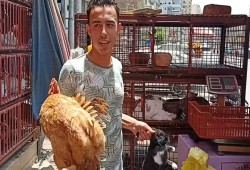 حظر تداول الدواجن الحية: قانون صارم على الورق.. وتنفيذ بلا خطة على الأرض