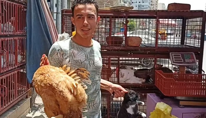 حظر تداول الدواجن الحية: قانون صارم على الورق.. وتنفيذ بلا خطة على الأرض