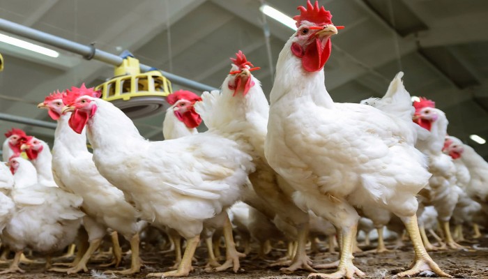 الاحتكار يضرب سوق الدواجن البيضاء.. المنتجون بين المحاكمة الجنائية وفوضى السياسات