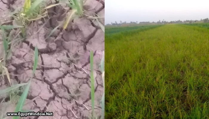 الجفاف يهدد أراضي الأقصر.. مزارعون يستغيثون بعد توقف مصدر الري الرئيسي وبوار عشرات الأفدنة