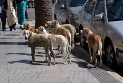 إصابة 7 أشخاص بعقر كلاب ضالة في قويسنا معظمهم أطفال