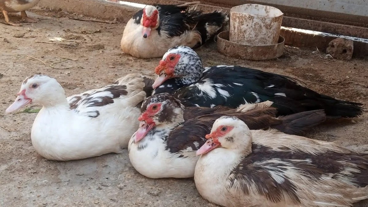 البطة بـ600 جنيه في رمضان.. حينما يشتكي نقيب الفلاحين من الغلاء!