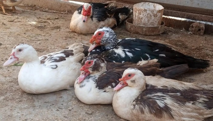 البطة بـ600 جنيه في رمضان.. حينما يشتكي نقيب الفلاحين من الغلاء!