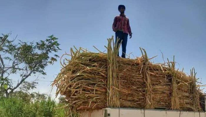 تأخير مستحقات مزارعي القصب يشعل الغضب رغم وعود الحكومة منذ ديسمبر