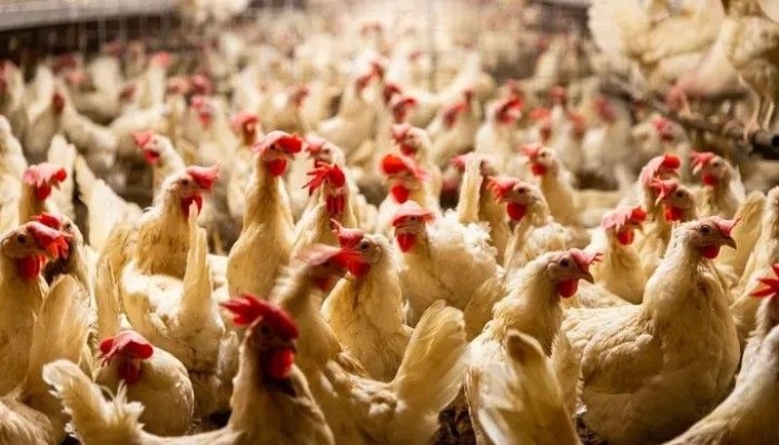 التلاعب بسوق الدواجن لصالح "العساكر" يشعل غضب المنتجين والمستهلكين