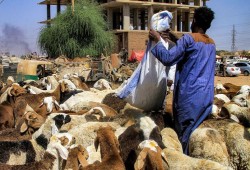 ذا كونفرزيشن || السودان: كيف اكتسبت الفصائل المتحاربة نفوذًا داخل منظومة الغذاء.. وما الذي يعنيه ذلك للصراع الحالي؟