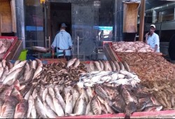 قفزة جديدة في أسعار السمك بالإسكندرية في رابع أيام رمضان رغم هدوء البحر