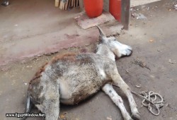 نفوق 6 حيوانات صعقًا بالكهرباء بالغربية والسويس عقب سقوط أمطار الاثنين