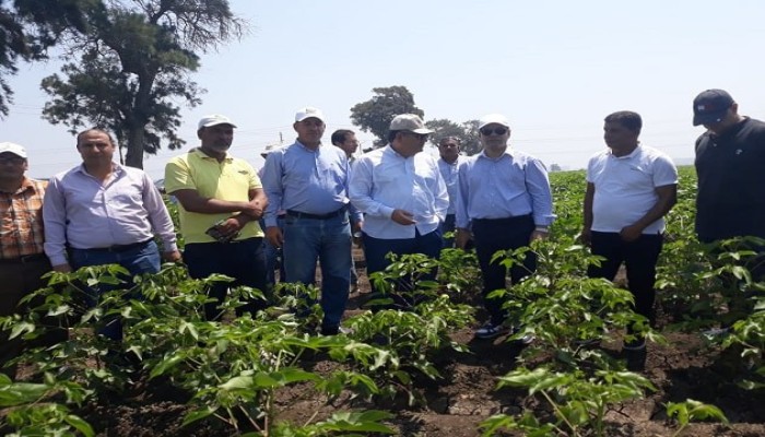 35 ألف أسرة في “التقاوي الزراعية” بلا رواتب.. ووزارة الزراعة تدهس أحكام القضاء