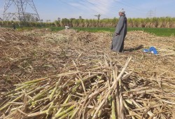 اشتعال أزمة مستحقات قصب السكر.. تأخُّر الدفعات يهدد مزارعي الصعيد والأمن الغذائي