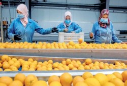 ضوابط جديدة لصادرات الحاصلات الزراعية المصرية إلى أوروبا بعد تشديد قواعد المبيدات تضع الحكومة أمام الأزمات