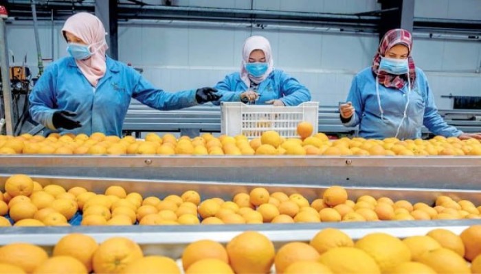 ضوابط جديدة لصادرات الحاصلات الزراعية المصرية إلى أوروبا بعد تشديد قواعد المبيدات تضع الحكومة أمام الأزمات