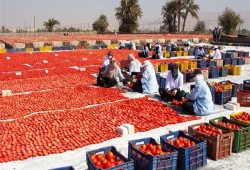 دولة بلا تخطيط وسوق بلا إدارة.. نقيب الفلاحين يكشف سبب وصول الطماطم إلى 35 جنيهًا