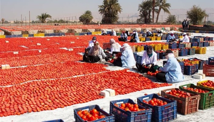 دولة بلا تخطيط وسوق بلا إدارة.. نقيب الفلاحين يكشف سبب وصول الطماطم إلى 35 جنيهًا