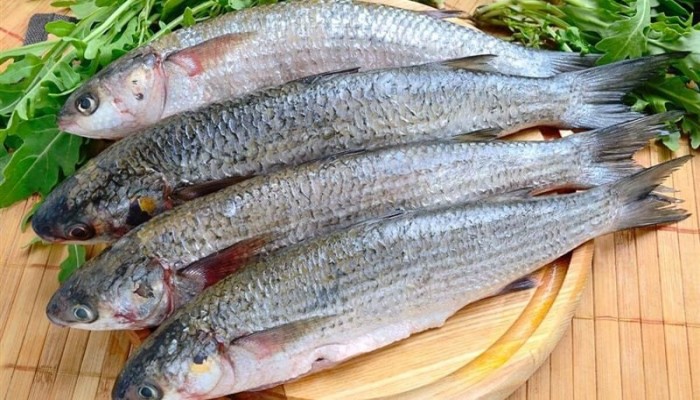 أسعار العيد تفضح وعود الحكومة.. الفسيخ والرنجة يقفزان 30% وموائد المصريين تدفع ثمن الوقود والغلاء