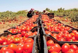 شاهد/جنون الطماطم إلى 50 جنيهًا... المصريون في دوامة الغلاء والفقر بلا مخرج