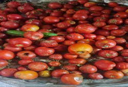 سعرها بين 50 و70 جنيه... الطماطم وفشل نظام السيسي اقتصاديا !