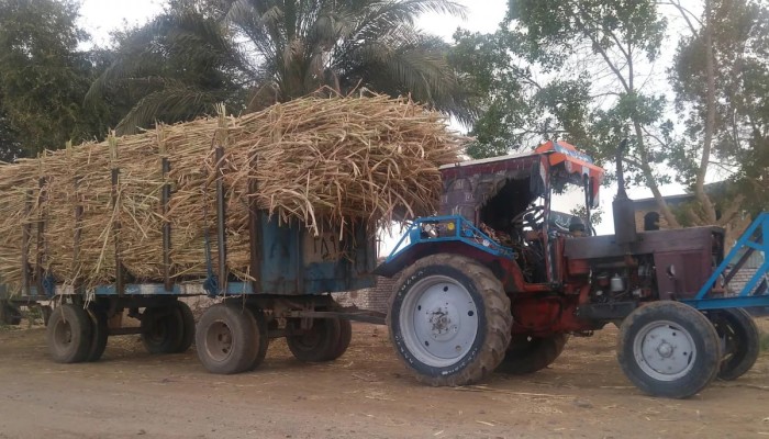 تأخير المستحقات يضرب القصب والبنجر.. أزمة صرف حكومية تُخفّض إنتاج السكر وتدفع المزارعين إلى حافة الانسحاب