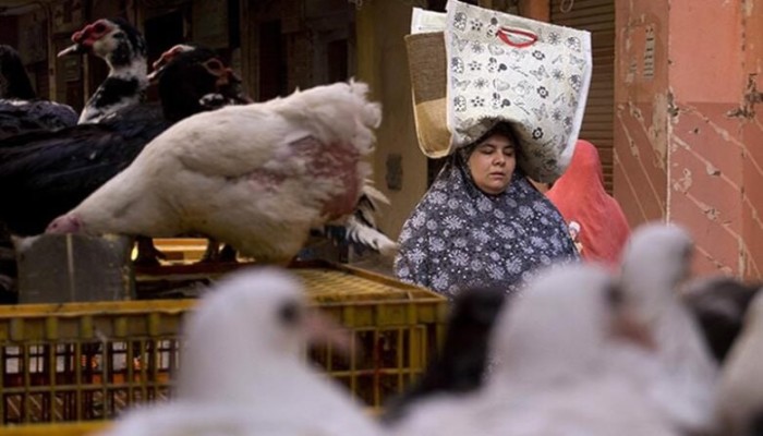 تراجع أسعار الدواجن رغم ارتفاع تكاليف الإنتاج يهدد بهروب المربين بعد زيادة الانتاج وقلة الطلب