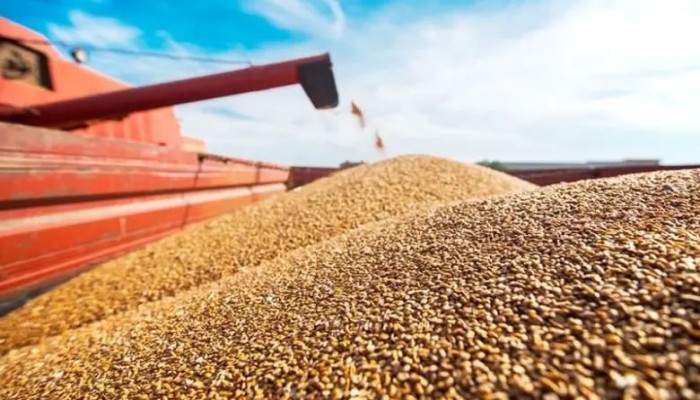 قفزة بأسعار الأعلاف ترفع اللحوم وتفاقم احتكار الكبار على حسب صغار المربين