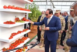 ارتفاع أسعار الطماطم مع تراجع المعروض بسب زيادة تكلفة النقل