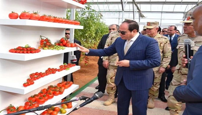 ارتفاع أسعار الطماطم مع تراجع المعروض بسب زيادة تكلفة النقل