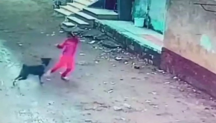 كلب يعقر 10 مواطنين بينهم صغار في قنا