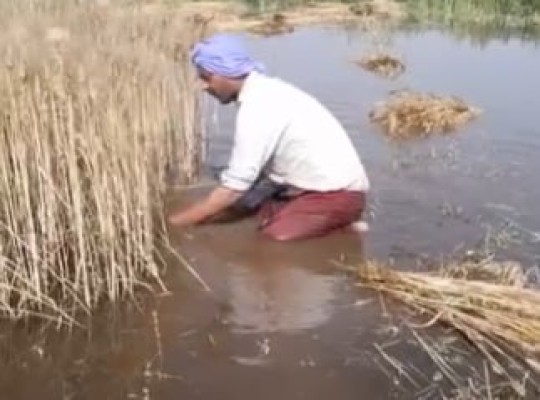 غرق أراضي القمح في قنا يفضح فشل الصرف الزراعي ويهدد دخل الفلاحين والأمن الغذائي