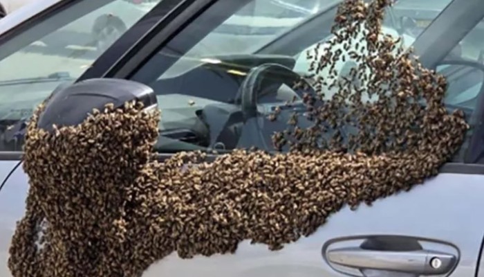 بالفيديو: أسراب نحل تغزو إسرائيل وتبث الرعب بين المستوطنين