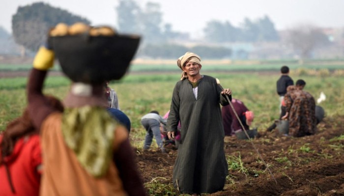 قفزة أسعار الأسمدة في مصر بين شح المعروض وأولوية التصدير وعجز الحكومة عن حماية الفلاح