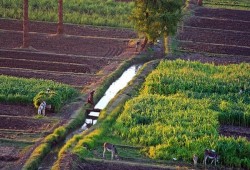 ارتفاع إيجارات أراضي الأوقاف تطيح بصغار المزارعين وتكشف كيف تدفع الحكومة الريف إلى الخسارة وترك الأرض