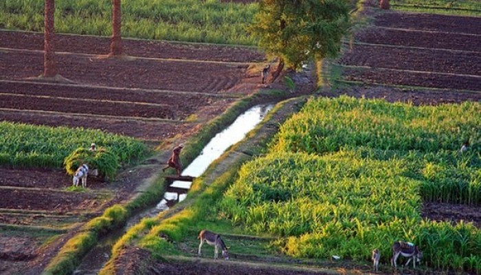 ارتفاع إيجارات أراضي الأوقاف تطيح بصغار المزارعين وتكشف كيف تدفع الحكومة الريف إلى الخسارة وترك الأرض