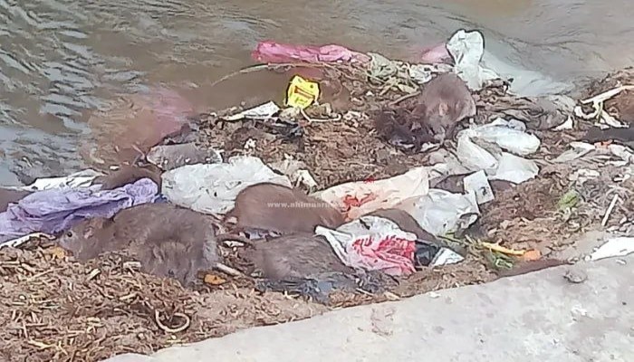 شاهد || غزو غير مسبوق للفئران “العملاقة” في الفيوم.. والأهالي يفرون من منازلهم خوفًا من الأمراض